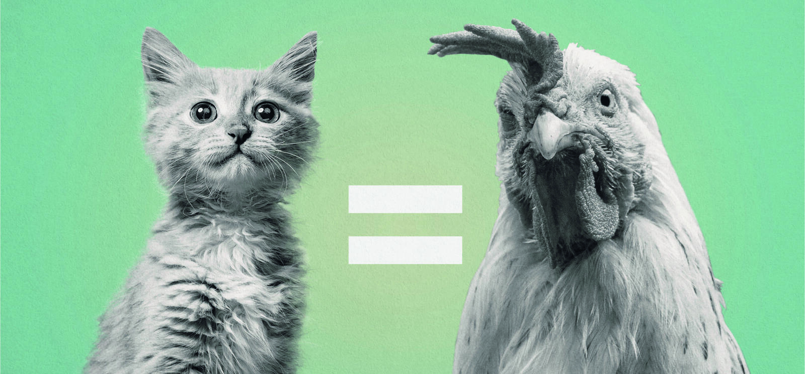 Las gallinas sienten al igual que los gatos